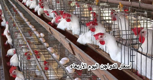 بكام كيلو الفراخ.. ننشر أسعار الدواجن اليوم الأربعاء 16 مارس 2022 بعد القفزة الأخيرة