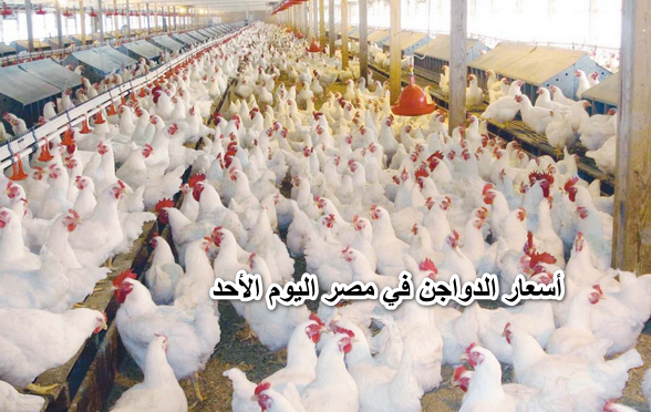 أسعار الدواجن في مصر اليوم الأحد 27 مارس “بكام الفراخ انهارده”