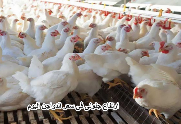 “ارتفاع جنونى” فى سعر الدواجن اليوم 24 مارس 2022 فى بورصة الدواجن الرئيسية