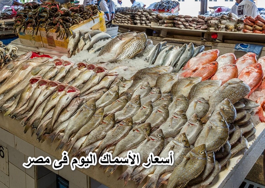 أسعار الأسماك اليوم فى مصر 31 مارس 2022 فى الأسواق.