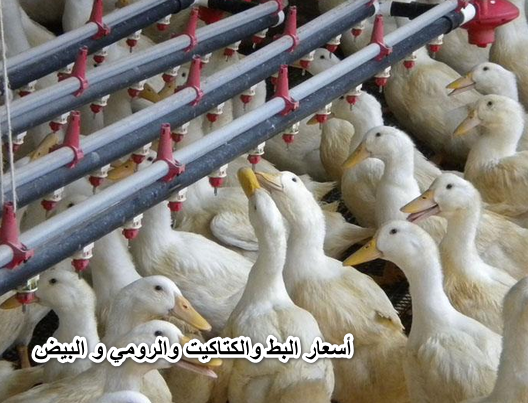 شوف كيلو الفراخ وصل لكام..أسعار الدواجن والبط والكتاكيت والرومي و البيض في مصر اليوم الاثنين 25/4/2022 في المزرعة والسوق