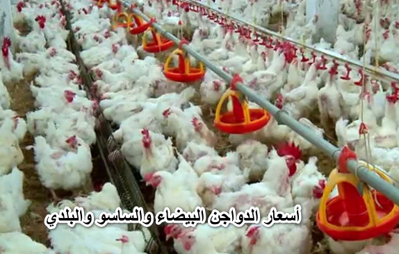 الفراخ في الطالع والبيض في النازل.. أسعار الدواجن البيضاء والساسو والبلدي اليوم الخميس 14 أبريل آخر تحديث