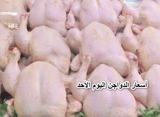 ” الفراخ هربانة منها”.. أسعار الدواجن اليوم الأحد ١7 أبريل في الاسواق المصرية للمستهلك