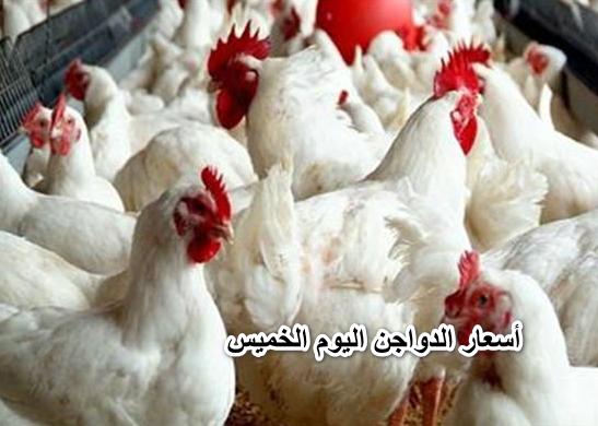 “أعرف أسعار الفراخ النهاردة وصلت لكام”.. أسعار الدواجن اليوم الخميس ٢1 أبريل في الأسواق المحلية للمستهلك