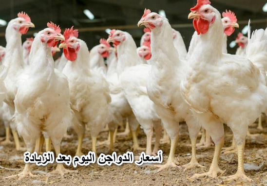 الفراخ نار.. أسعار الدواجن اليوم بعد الزيادة الإثنين 25 أبريل ومفاجأة في سعر كرتونة البيض