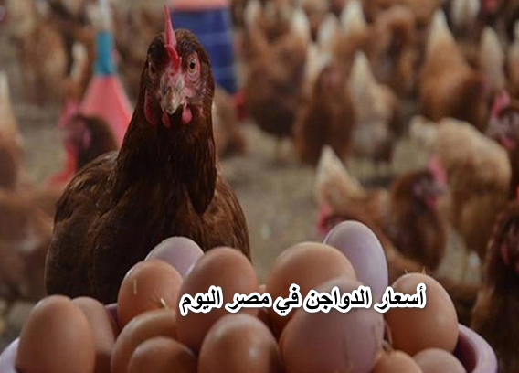 كيلو الفراخ بـ 35 جنيه.. أسعار الدواجن في مصر اليوم الأحد 3 إبريل 2022