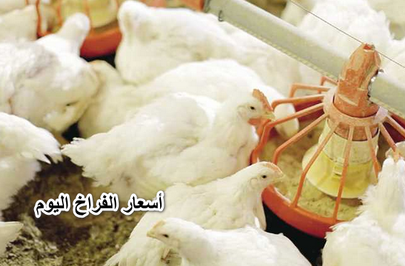 البورصة بتتغير.. أسعار الفراخ اليوم 10-4-2022 سعر الكتاكيت والبط