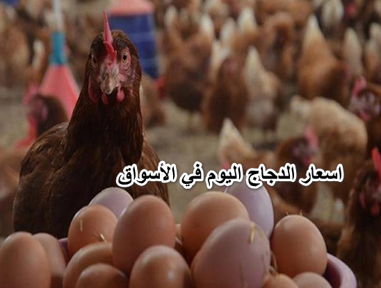 “الفراخ مولعة نار”… اسعار الدجاج اليوم في الأسواق المصرية