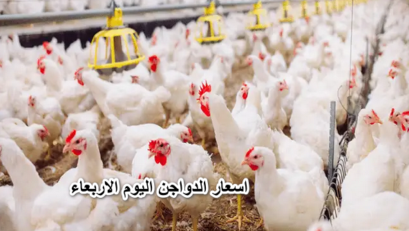 اسعار الدواجن اليوم الاربعاء 27 ابريل 2022 للكيلو في المزارع المصرية للمواطنين”شكل الفراخ متربية في الكمباوند مش عشة”