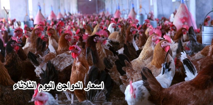 ” خزن تلاجتك لرمضان” اسعار الدواجن اليوم الثلاثاء 5 ابريل 2022 .. الفراخ بكام النهاردة في بورصة الدواجن اليوم