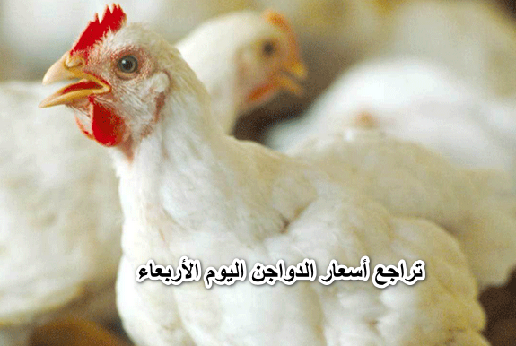 “الفراخ رخصت”.. تراجع أسعار الدواجن اليوم الثلاثاء 12 أبريل في الأسواق المصرية