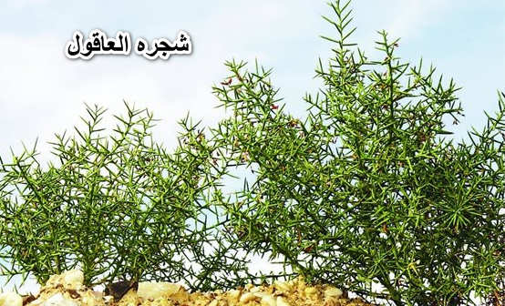 شجرة العاقول