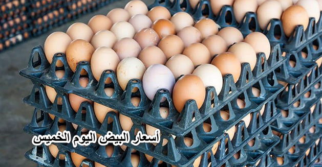 أسعار البيض اليوم الخميس 5-5-2022 سعر كرتونة البيض