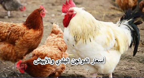 رايحة على فين يا فراخ.. أسعار الدواجن البلدي والأبيض اليوم الثلاثاء وكرتونة البيض في متناول الجميع