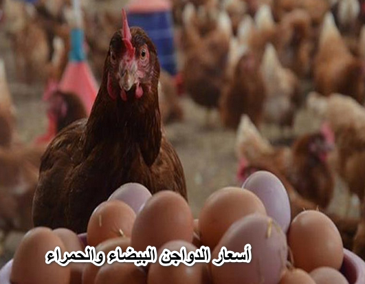 أسعار الدواجن البيضاء والحمراء اليوم السبت 14-5-2022 في الأسواق والمحلات