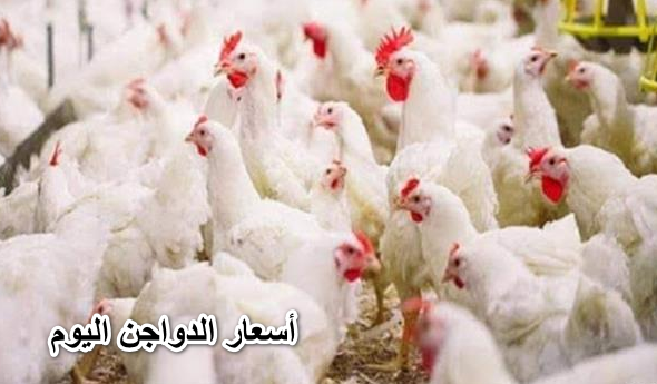 “خلي الفقير ياكل”.. أسعار الدواجن اليوم 26 مايو في الأسواق للمستهلك