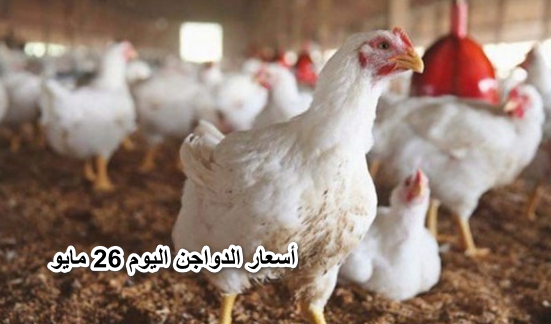 “هتبقي برخص التراب”.. أسعار الدواجن اليوم 26 مايو في الأسواق للمستهلك