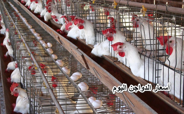 شوفي الفراخ بكام يا ست الكل.. أسعار الدواجن اليوم الثلاثاء 10 مايو 2022 بالسوق وكرتونة البيض