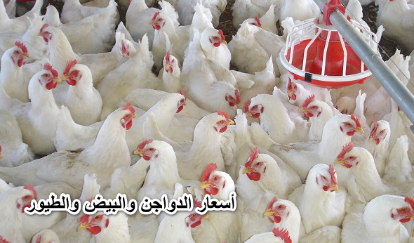 أسعار الدواجن والبيض والطيور اليوم الاثنين 30- 5 -2022