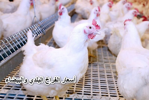 بشرى سارة.. تراجع أسعار الفراخ البلدي والبيضاء والساسو اليوم الخميس 12 مايو وسعر كرتونة البيض