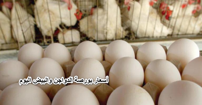 “الحقوا خزنوا”أسعار بورصة الدواجن والبيض اليوم الثلاثاء 31 مايو 2022 للكتاكيت والبط والفراخ