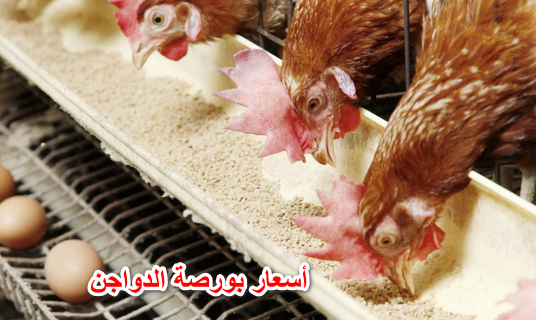 أسعار بورصة الدواجن الرئيسية اليوم 16 مايو 2022