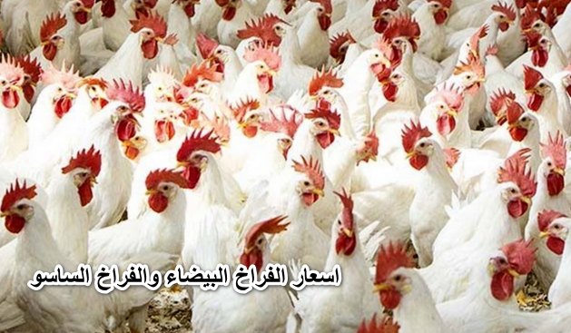 الدواجن بكام … اسعار الفراخ البيضاء والفراخ الساسو اليوم الاربعاء 11-5-2022 “سعر كرتونة البيض”