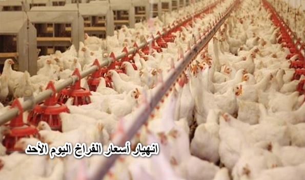 اشترى وخزني براحتك.. انهيار أسعار الفراخ اليوم الأحد 29 مايو ومفاجأة في سعر كرتونة البيض