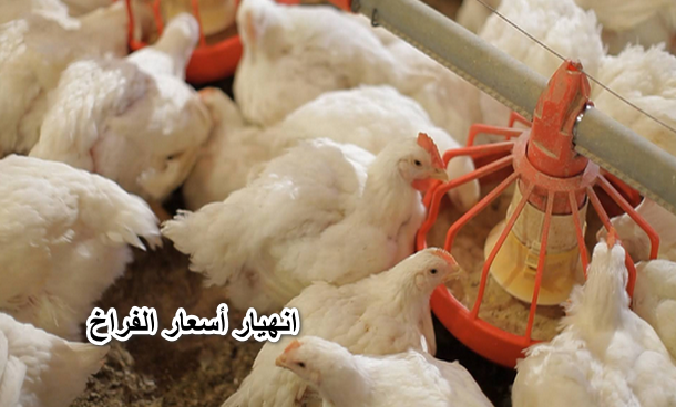 يابلاش اشترى وخزني.. انهيار أسعار الفراخ من نهاية رمضان والكيلو الواحد يخسر 7 جنيهات ومفاجأة في البيض