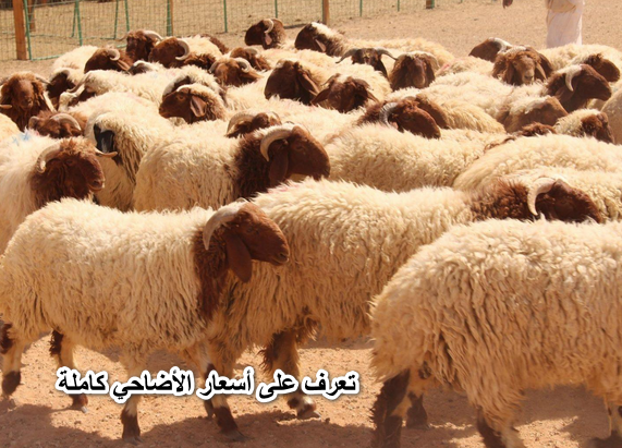 زيادة 30%.. تعرف على أسعار الأضاحي كاملة قبل عيد الأضحى المبارك