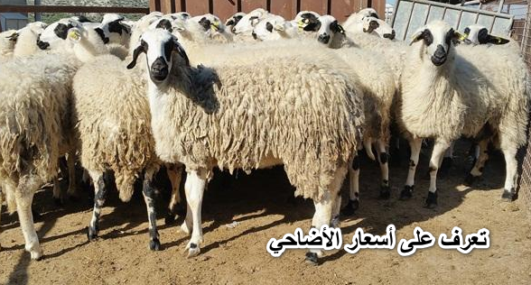 اشترى قبل متغلي..تعرف على أسعار الأضاحي في مصر 2022