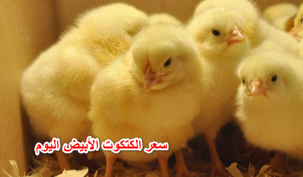 سعر الكتكوت الأبيض اليوم الإثنين 16-5-2022 أسعار الكتاكيت