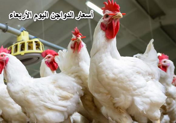 “مش هناكل غيرها”… أسعار الدواجن اليوم الأربعاء 1 يونيو 2022 في الأسواق المصرية للمستهلك.