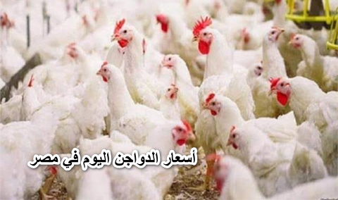 الفراخ رخصت.. أسعار الدواجن اليوم في مصر الاثنين 20 يونيو 2022