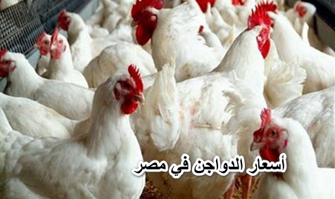 “تقرير يومي” أسعار الدواجن في مصر اليوم في الأسواق (أسعار بورصة الدواجن – أسعار بورصة البيض– أسعار اللحوم)