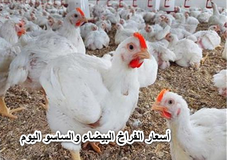 كرتونة البيض ولعت نار.. بكام أسعار الفراخ البيضاء والساسو اليوم الخميس 16 يونيو في المزرعة