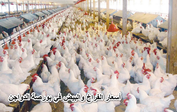 أسعار الفراخ والبيض في بورصة الدواجن اليوم الاثنين 6-6-2022