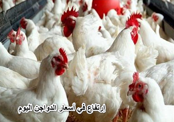 الفراخ غليت.. إرتفاع في أسعار الدواجن اليوم الأحد 5 يونيو في مصر