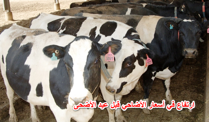 اعرف هتضحى بكام.. ارتفاع في أسعار الأضاحي قبل عيد الأضحى 2022.. تعرف على الأسعار