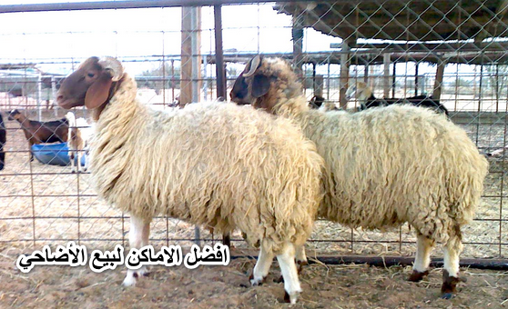 الحق جهز فلوسك..افضل الاماكن لبيع الأضاحي في مصر برخص التراب وجودة عالية