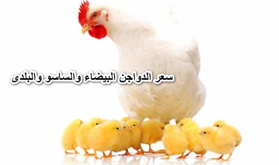 أسعار تفتح النفس.. سعر الدواجن البيضاء والساسو والبلدى والبيض اليوم الخميس 2 يونيو2022