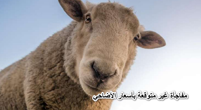 مفاجأة غير متوقعة بأسعار الأضاحي 2022 مع اقتراب موعد عيد الأضحى المبارك شوف قائمة جدول الأسعار