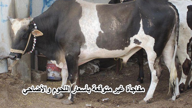 هتلحق تضحي.. مفاجأة غير متوقعة بأسعار اللحوم والأضاحي اليوم الخميس 9 يونيو 2022 شوف كيلو اللحمة بكام